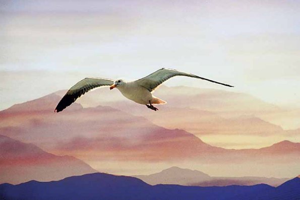 Seagull flying through mist