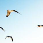 Seagulls flying in a blue sky uid 1453177