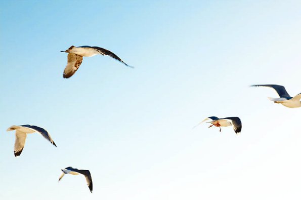 Seagulls flying in a blue sky uid 1453177