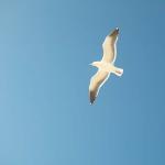 Seagulls flying in sky uid 1427697