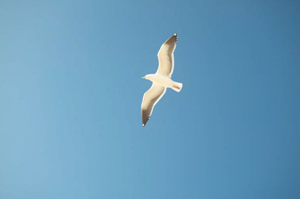 Seagulls flying in sky uid 1427697