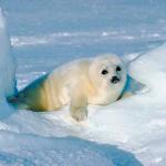 Seal by snow ridge