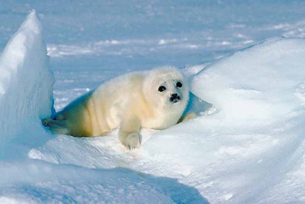 Seal by snow ridge