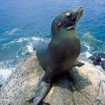 Seal on rock an 1