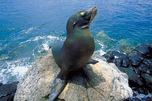 Seal on rock an 1
