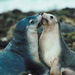 Seals nipping each other uid 1012868