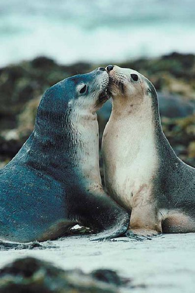 Seals nipping each other uid 1012868