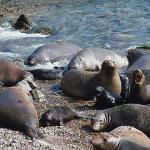 Seals on shore uid 1012828