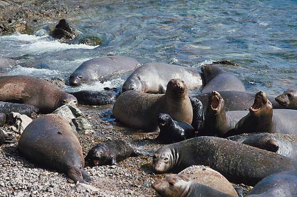 Seals on shore uid 1012828