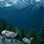 Sheep on a stony slope  Rockies Banff Norguay Mountain uid 1046301