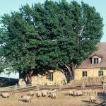 Sheep on farm by tree and barn uid 1044686