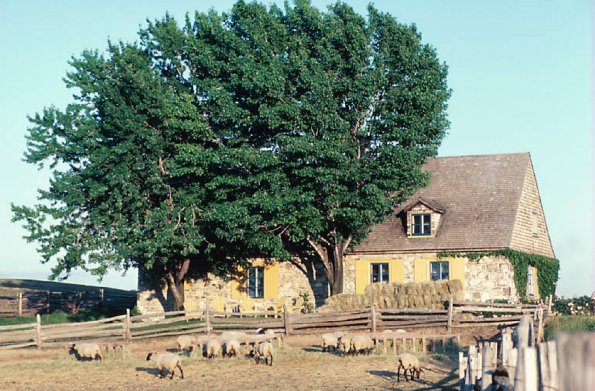 Sheep on farm by tree and barn uid 1044686