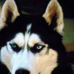 Siberian sledge dog uid 1006346