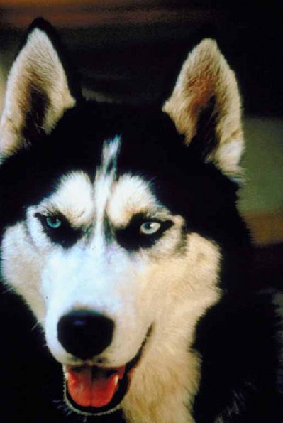 Siberian sledge dog uid 1006346