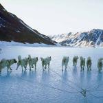 SledDogs