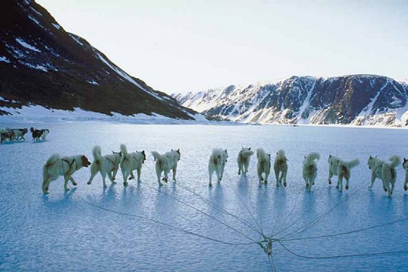 SledDogs