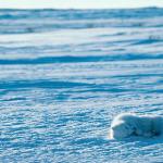 Sleeping Polar Bear  Cape Churchill Manitoba uid 1044397