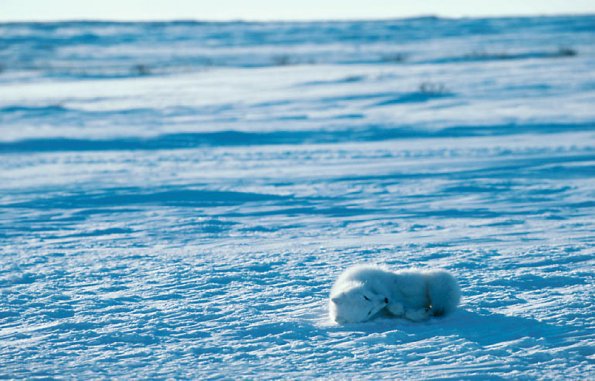 Sleeping Polar Bear  Cape Churchill Manitoba uid 1044397