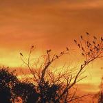 Small birds on branch at sunset