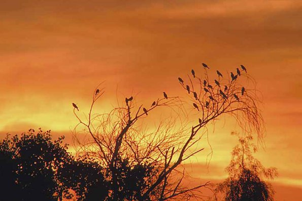 Small birds on branch at sunset
