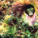 Small fish with large eyes hiding in hole