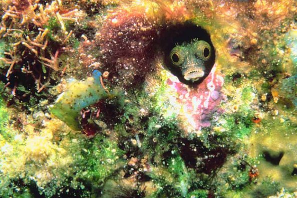 Small fish with large eyes hiding in hole