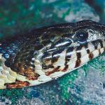 Snake head c10903