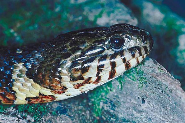 Snake head c10903