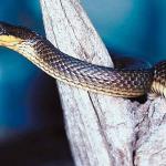 Snake in branch
