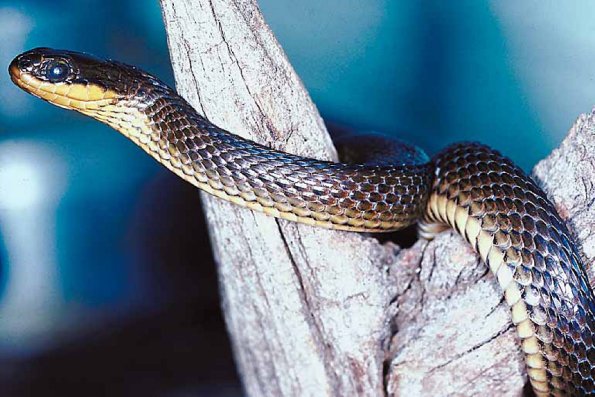 Snake in branch