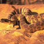 Snake
