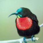 Southern scarlet chester sunbird uid 1008015