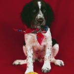 Spaniel with large bone and red bandana