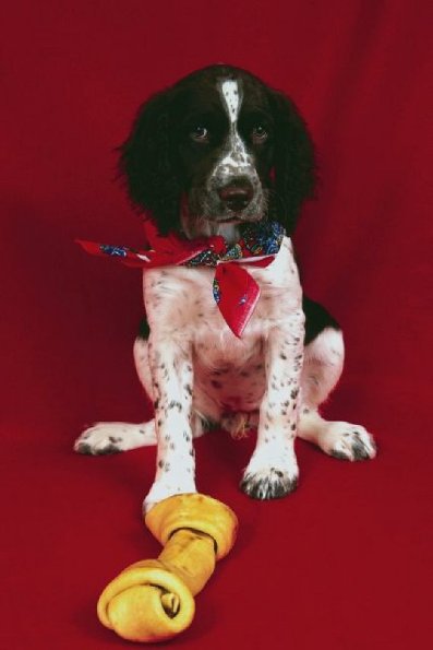 Spaniel with large bone and red bandana
