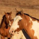 Spanish mustangs uid 1658676