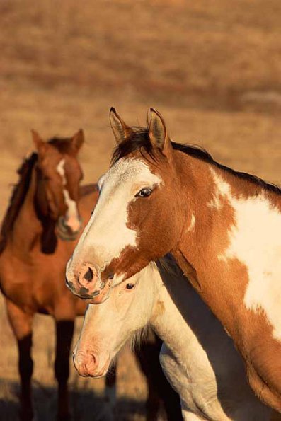 Spanish mustangs uid 1658676