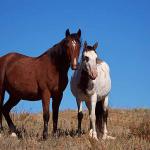 Spanish mustangs uid 1658680