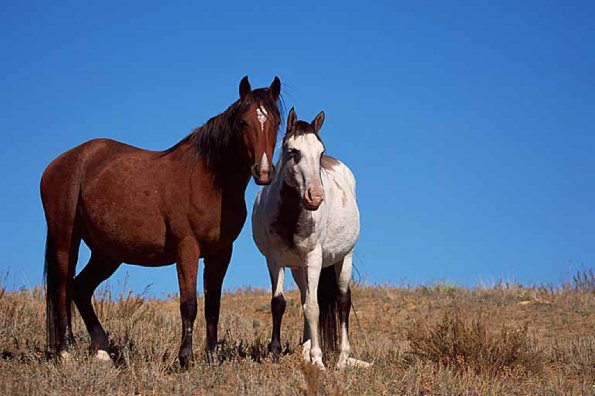 Spanish mustangs uid 1658680