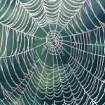 Spider web uid 1044308