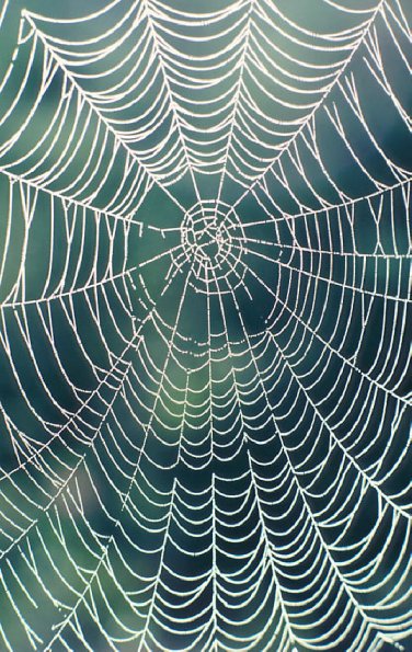 Spider web uid 1044308