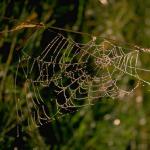 SpiderWeb