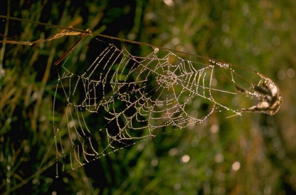 SpiderWeb