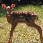 Spotted fawn standing uid 1012955