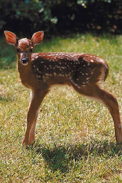 Spotted fawn standing uid 1012955