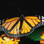 Spring Monarch butterfly