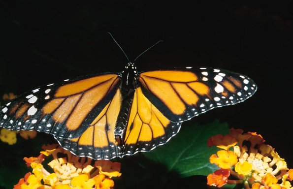 Spring Monarch butterfly