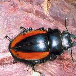 Stag beetle Cameron Highlands Malaysia uid 1018499