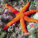 Starfish Hacelia attenuata  Malta uid 1005361