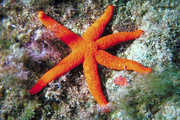 Starfish Hacelia attenuata  Malta uid 1005361