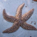 Starfish on white metal surface